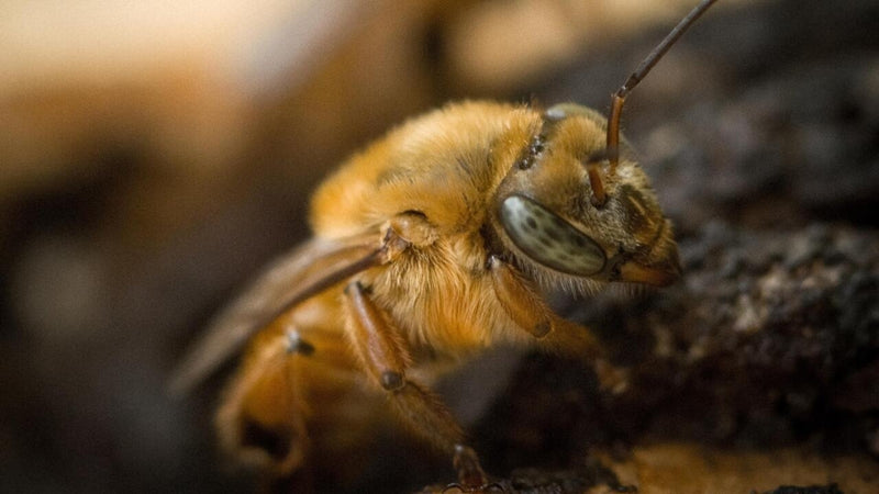 Reserva de divisão de enxame de Uruçu Amarela